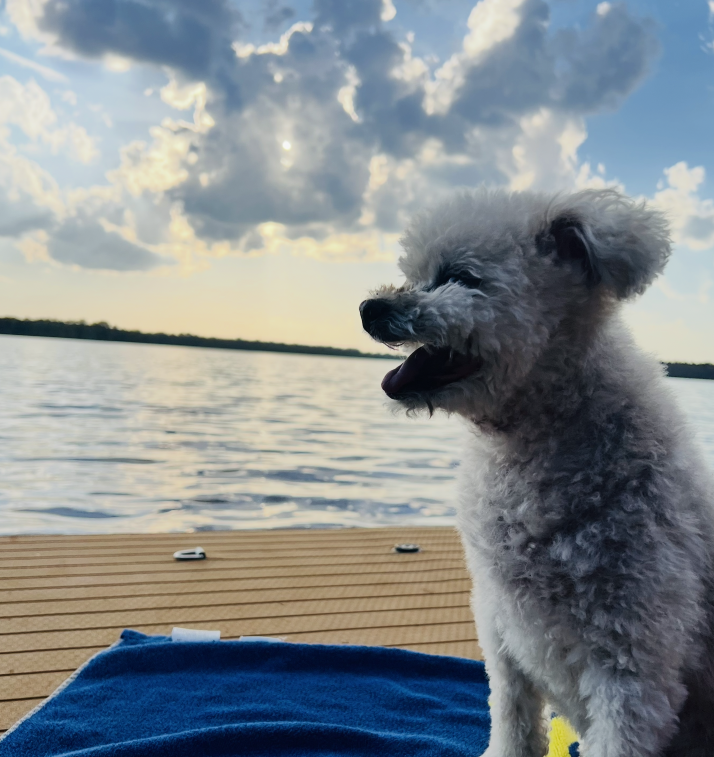 Loon Pet Club